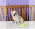 Small Havanese Mix