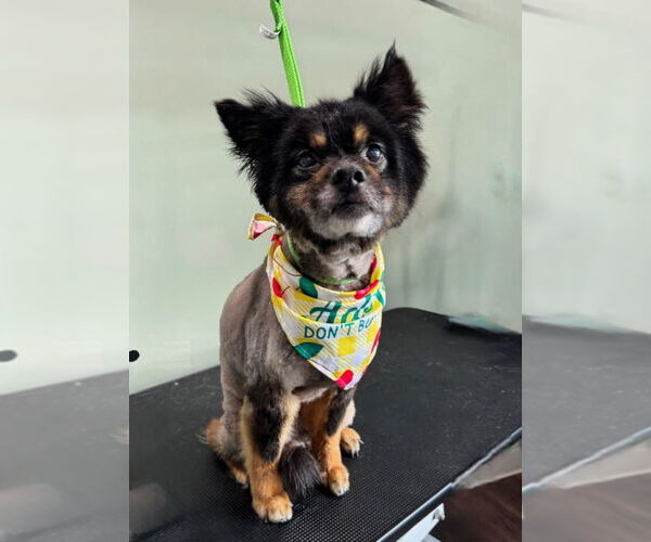 Medium Photo #3 Mutt Puppy For Sale in South Bend, IN, USA