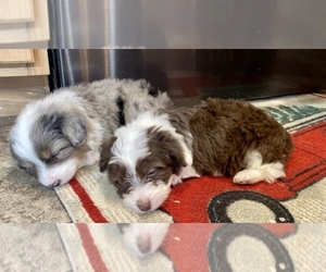 Miniature Australian Shepherd Puppy for sale in HORSE CAVE, KY, USA