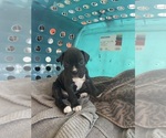 Puppy Puppy 5 Reba Boxer