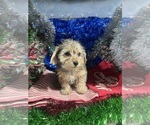 Small #21 YorkiePoo