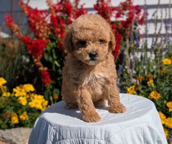 Medium Photo #2 Goldendoodle (Miniature) Puppy For Sale in GOSHEN, IN, USA