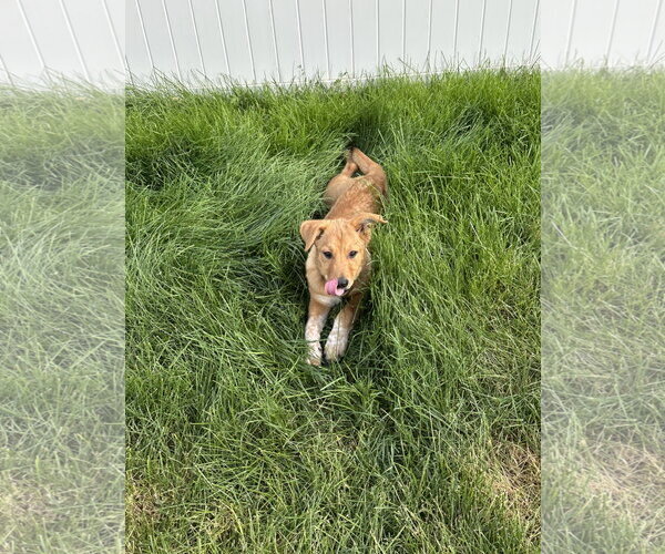 Medium Photo #7 Mutt Puppy For Sale in Sandy, UT, USA