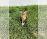 Small #6 Mutt