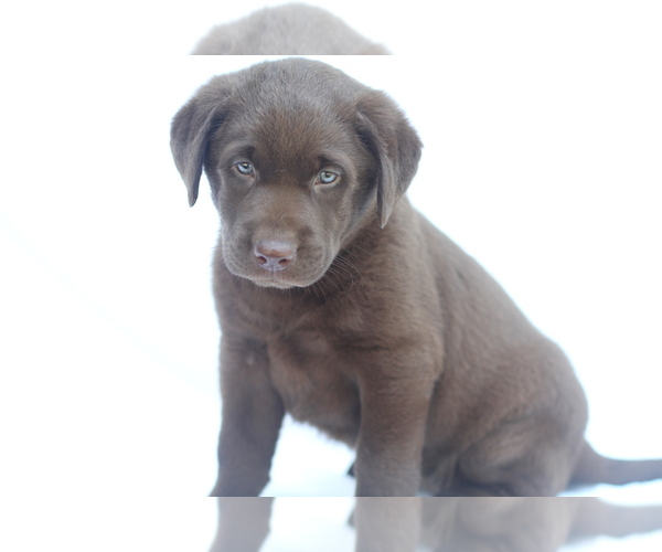 Medium Photo #4 Labrador Retriever Puppy For Sale in PIEDMONT, SC, USA