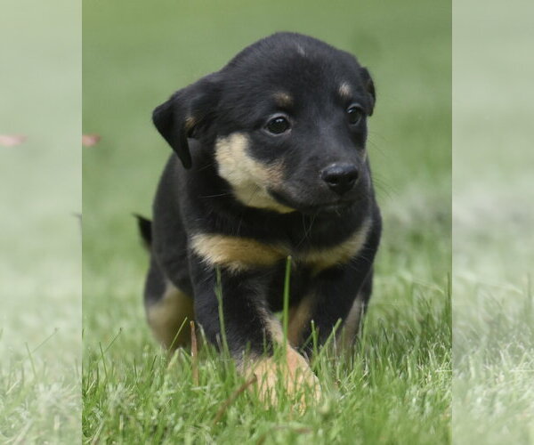 Medium Photo #4 Borador Puppy For Sale in Mechanicsburg, PA, USA