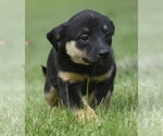 Small #3 Borador