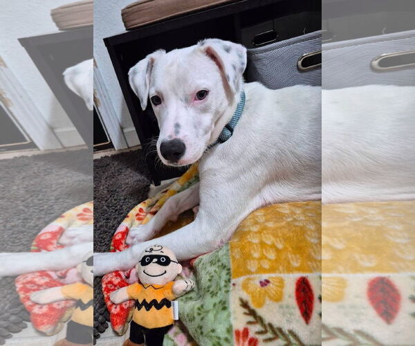 Medium Photo #7 Labrador Retriever-Unknown Mix Puppy For Sale in New London, WI, USA