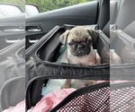 Small #3 Pug