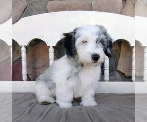 Old English Sheepdog-Poodle (Miniature) Mix Puppy for sale in FREDERICKSBG, OH, USA