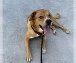 Small #3 Labrador Retriever Mix