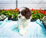 Small Photo #13 Cockapoo Puppy For Sale in WAKARUSA, IN, USA