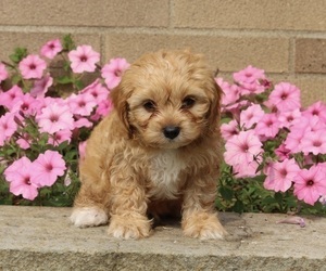 Cavachon-Poodle (Miniature) Mix Puppy for sale in DALTON, OH, USA