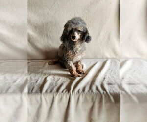 Mother of the Poodle (Miniature) puppies born on 08/22/2025