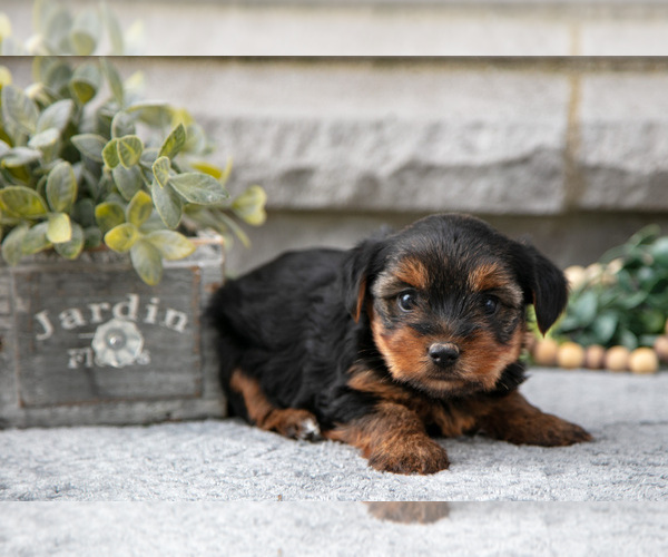 Medium Photo #8 Yorkshire Terrier Puppy For Sale in NAPPANEE, IN, USA
