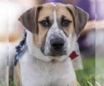 Small #11 Mutt