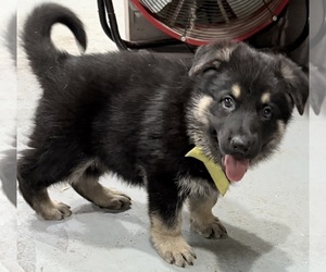 German Shepherd Dog Puppy for sale in BRIGHTON, CO, USA