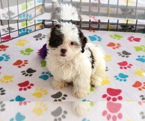 ShihPoo Puppy for sale in ORO VALLEY, AZ, USA