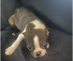 Small Photo #3 Faux Frenchbo Bulldog Puppy For Sale in GLOUCESTER CITY, NJ, USA