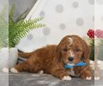 Small #4 Goldendoodle (Miniature)