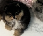 Puppy Bentley Pomeranian