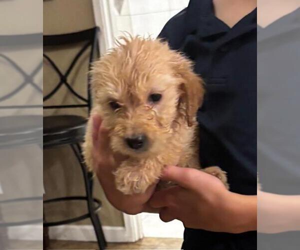 Medium Photo #1 Goldendoodle Puppy For Sale in SCOTTSDALE, AZ, USA