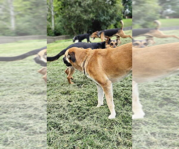 Medium Photo #3 German Shepherd Dog-Unknown Mix Puppy For Sale in Osgood, IN, USA