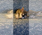 Small #7 Huskies  Mix