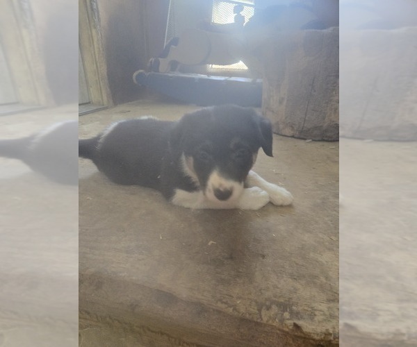 Medium Photo #7 Border Collie Puppy For Sale in LEBANON, MO, USA