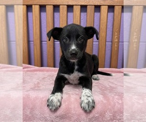 Border Collie-Unknown Mix Dogs for adoption in Genesee, WI, USA