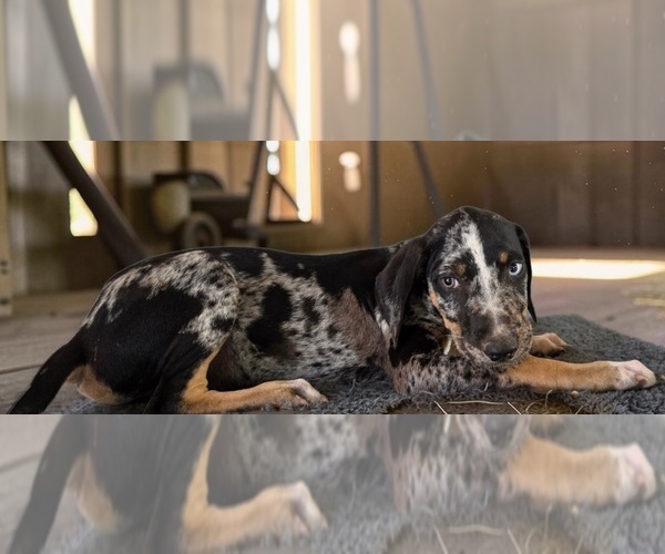 Medium Photo #5 Catahoula Leopard Dog Puppy For Sale in CUMBY, TX, USA