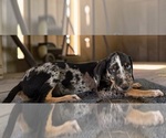 Small #4 Catahoula Leopard Dog