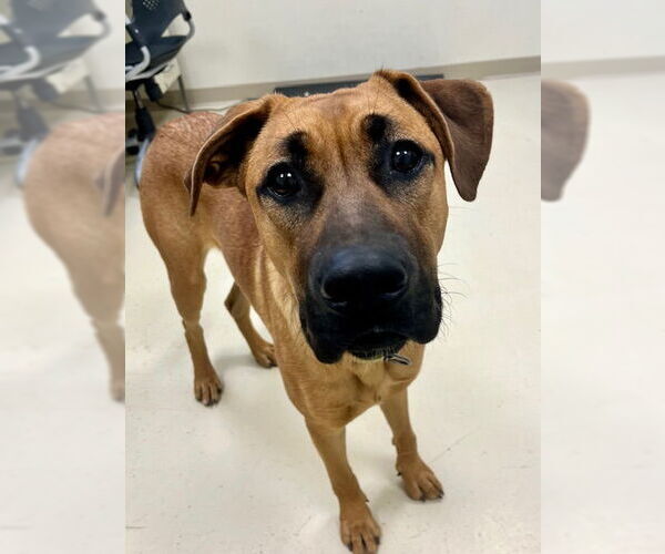 Medium Photo #1 Boxer-German Shepherd Dog Mix Puppy For Sale in Webster, WI, USA