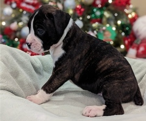 Boxer Dog for Adoption in PENSACOLA, Florida USA