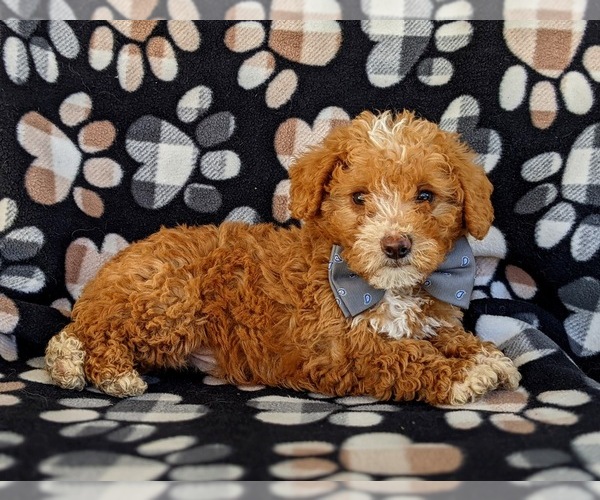 Medium Photo #6 Poodle (Miniature) Puppy For Sale in KINZERS, PA, USA