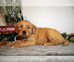 Small Photo #15 Golden Retriever Puppy For Sale in WOLCOTTVILLE, IN, USA