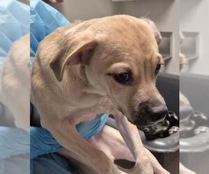 Chihuahua-Unknown Mix Dogs for adoption in Bakersfield, CA, USA