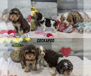 Medium Cockapoo-Poodle (Miniature) Mix