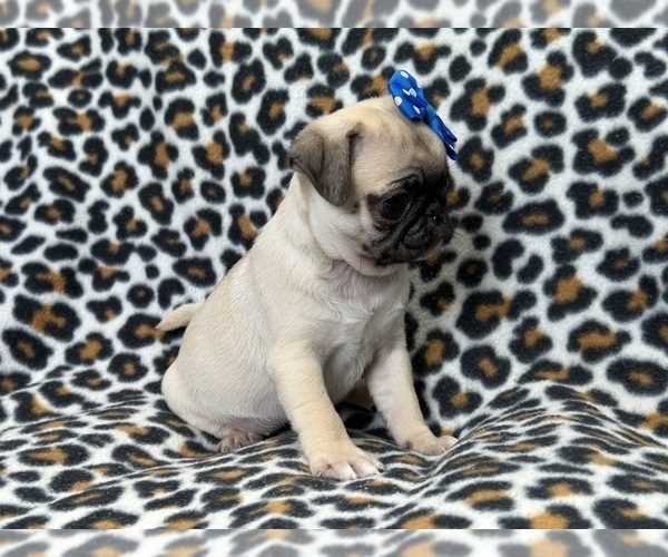 Medium Photo #5 Pug Puppy For Sale in LAKELAND, FL, USA