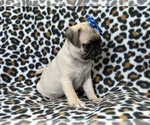 Small Photo #5 Pug Puppy For Sale in LAKELAND, FL, USA