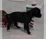Small Photo #20 Great Dane Puppy For Sale in IUKA, IL, USA