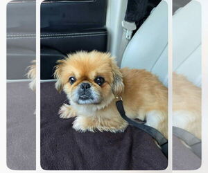 Pekingese Dogs for adoption in Poplar Bluff, MO, USA