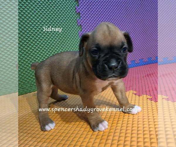 Medium Photo #4 Boxer Puppy For Sale in CABOOL, MO, USA