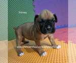 Small #3 Boxer