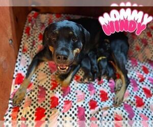 Mother of the Rottweiler puppies born on 10/09/2025