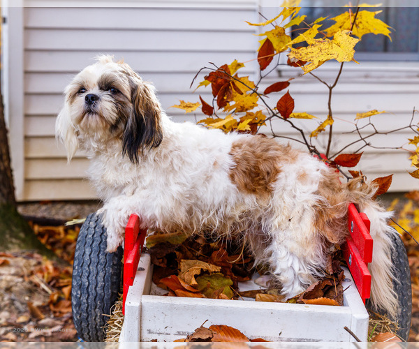 Medium Photo #4 Shih Tzu Puppy For Sale in WAKARUSA, IN, USA