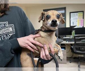 Chihuahua Dogs for adoption in Pasadena, CA, USA