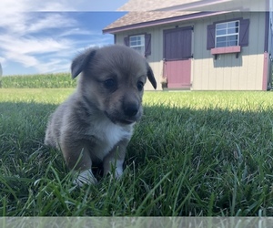 Pembroke Welsh Corgi Puppy for sale in ARTHUR, IL, USA