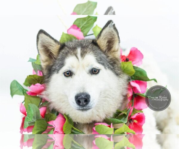 Medium Photo #3 Siberian Husky Puppy For Sale in Tuscaloosa, AL, USA