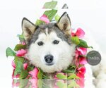 Small #2 Siberian Husky